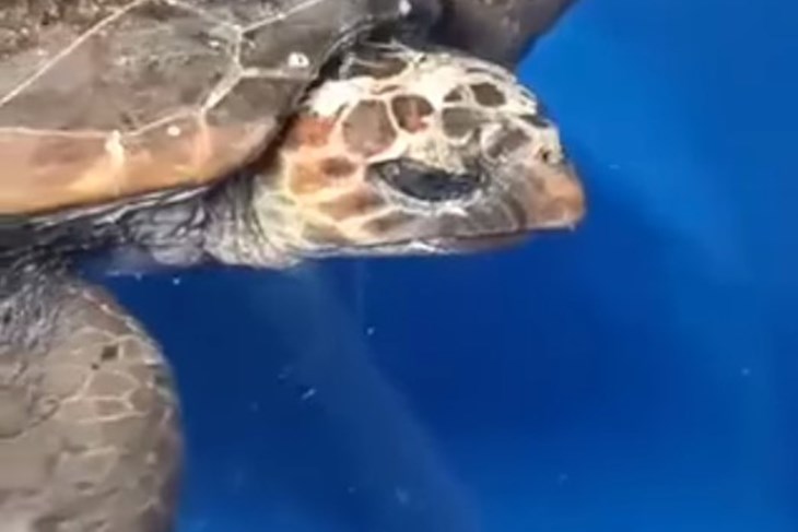(Foto: Aquarium Pula video screenshot)
